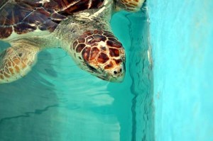 Tortugranja Isla Mujeres