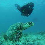 Mexico Divers