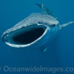 Whale Sharks Isla Mujeres