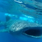 Isla Mujeres Whale Sharks