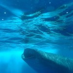 Isla Mujeres Whale Sharks