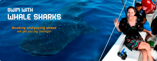 Isla Mujeres Whale Sharks