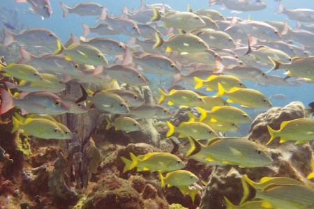 Certified Reef Dive