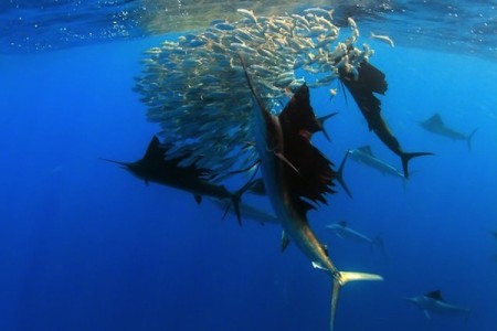 Sailfish-Isla-Mujeres