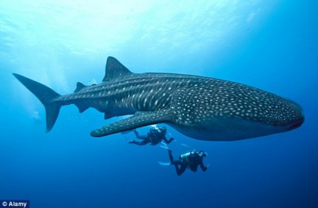 Whale Sharks Isla Mujeres